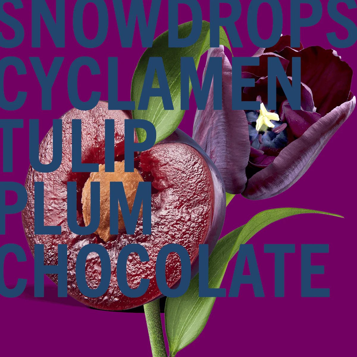 Black Tulip Fragrance | 30ml