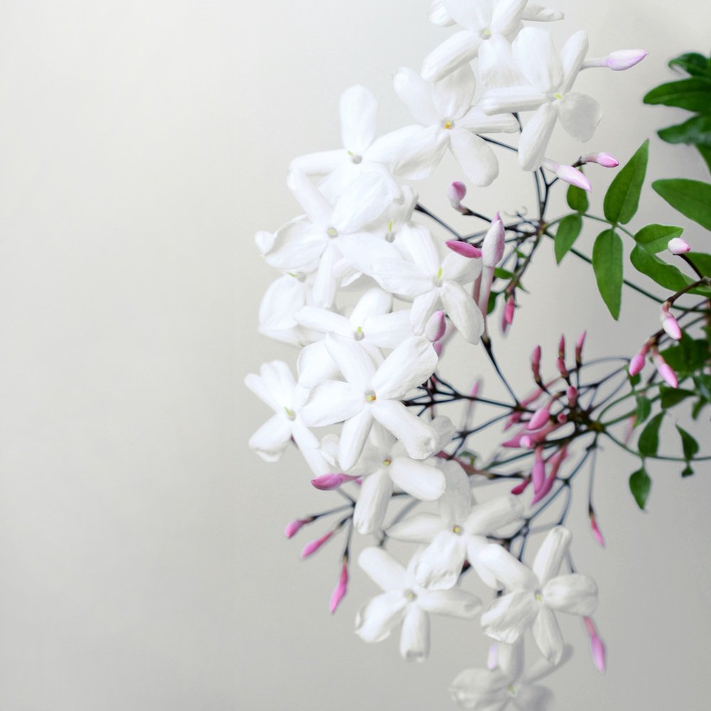 White Jasmine Fragranced Paper Sheets for Drawers