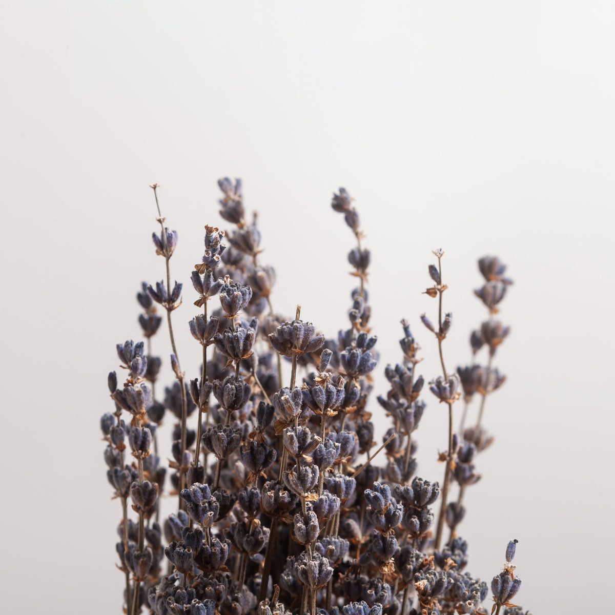Castelbel Lavender Fragrance Diffuser Refill 250ml Floral Fragrance