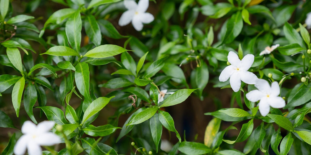 Jeroboam Insulo Extrait de Parfum 30ml Spray Unisex Fragrance Made in France