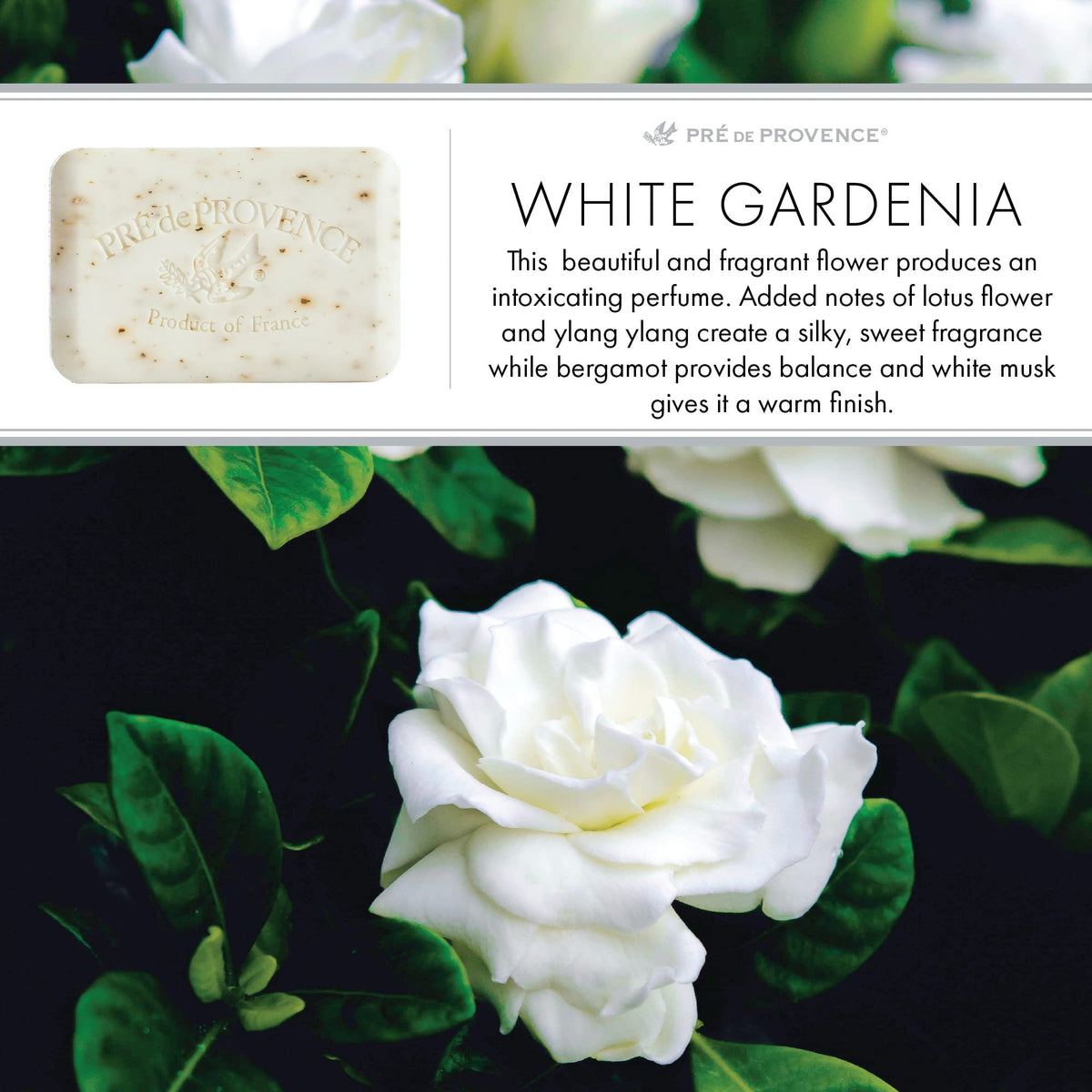 Pre de Provence 250g Soap Bar, Pack of 4 - White Gardenia