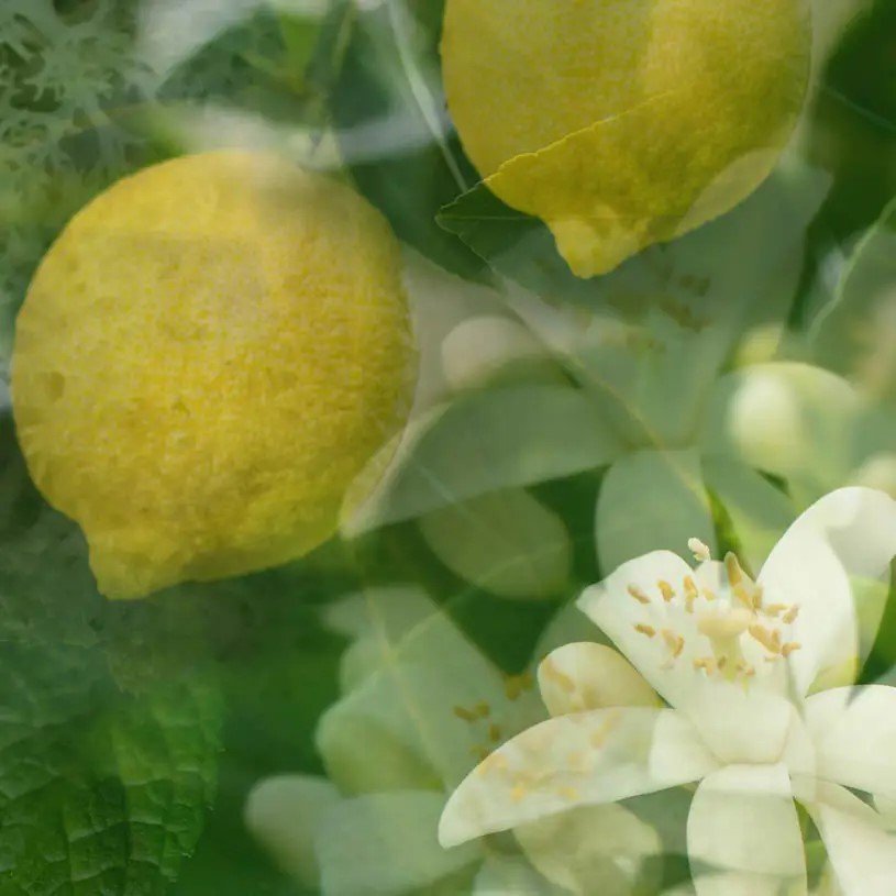 Aria citrus mint and white musk room spray by Dr. Vranjes