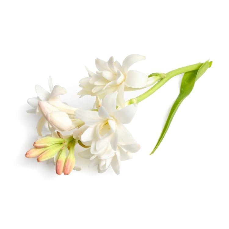 Geodesis Jasmine Scented Candle | Vegan | 180g