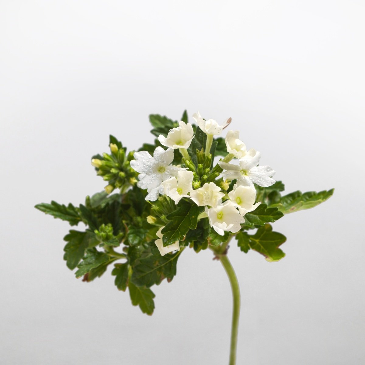 Verbena Fragranced Paper Liners Citrus Scent