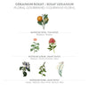 Panier des Sens Eau de Toilette Rose Geranium France 1.7Floz/50ml