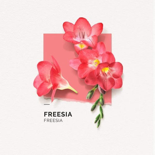 Freesia Eau De Parfum | 50 ml